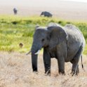 TZA SHI SerengetiNP 2016DEC24 NamiriPlains 046 : 2016, 2016 - African Adventures, Africa, Date, December, Eastern, Month, Namiri Plains, Places, Serengeti National Park, Shinyanga, Tanzania, Trips, Year